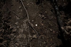 Nina Kurtela_Priroda i društvo